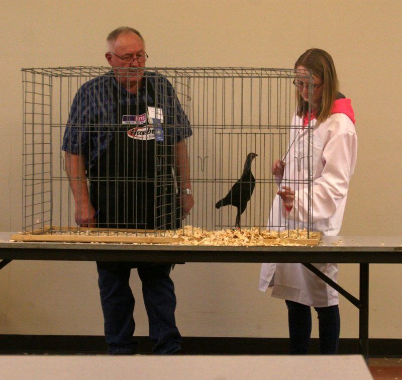 B-poultry-FS-4.jpg